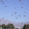  Group of locusts