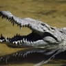 A crocodile (Crocodylus Acutus) rests at the National Zoo of Managua November 13,2007.