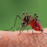 Macro close up of a yellow fever mosquito sucking blood on skin.