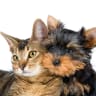  Cats and dogs, illustrative