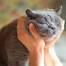  Blink, but slowly: Study reveals the secret to better communication with your cat.