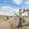 NEGEV DESERT - APRIL 06 2011:Israeli farmers desert farming planting vines in a desert farm in the Negev, Israel. Israel is a world-leader in agricultural technologies despite its dry climate