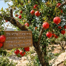 Fruit-bearing tree with Hebrew blessing (see Friday)