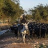 A shepherd leads a herd of goats near the Palestinian village of al-Auja in the Jordan Valley, West Bank, January 11, 2026.