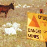 POST-ISRAELI withdrawl in May 2000, a donkey survives in a minefield in the south Lebanon village of Aytaroun.