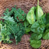 Fresh spinach and kale