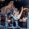 Rupert van Der Werff from Summers Place Auctions with a rare skeleton of a long-extinct woolly rhinoceros in Billingshurst, England, March 5, 2019; file photo. 
