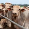  Cattle stand on a feedlot at CMA Farm in Barretos, Sao Paulo state, Brazil, December 17, 2025.