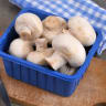 Champignons