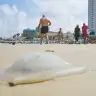 Jellyfish in Tel Aviv