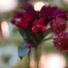 Flower arranging