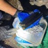 According to the Shin Bet and Israel Police, the 18-year-old from I'billin studied weapons use, searched for material on explosives, tried to obtain an M16, and hid ammunition in his home.