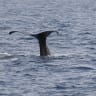 Researchers at University of Haifa spot two sperm whales off coast of Ashdod, June 8, 2026.