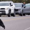Black bear at Yellowstone Park, photographed May 22, 2026. (Illustrative)