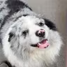 Chutou the dog.