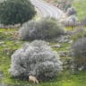 Almond trees bloom near the border with Lebanon.