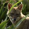 A jackal is seen at Hayarkon Park in Tel Aviv, on September 03, 2022. 