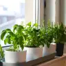 Herbs