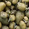 Green potatoes