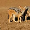 Jackals 