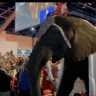 Paige the elephant at Texas Republican party’s annual convention, June 12, 2026.