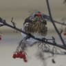 A bird eats an ashberry on a cold winter day in central Lviv, Ukraine January 6, 2017. 