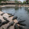 Some of the 250 Nile crocodiles housed in the Dubai Crocodile Park lounge along sandbanks on October 26, 2023 in Dubai, United Arab Emirates. 