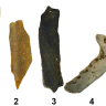 Stages of Burning on Bones – white (#5 on right) is the most burnt while yellow-beige (on left #1) is unburnt.