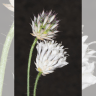 The rare bristly cephalaria growing in the Jerusalem Botanical Garden as part of the joint initiative with KKL-JNF.
