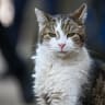Larry the cat at Number 10 Downing Street on June 22, 2026 in London, England. 