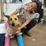 Chetz the dog and Dr. Talia Adler.