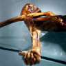 The mummy of an iceman named Oetzi, discovered on 1991 in the Italian Schnal Valley glacier, is displayed at the Archaeological Museum of Bolzano on February 28, 2011 during an official presentation of the reconstrution. 