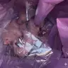 Baby rats discovered on an Arkia flight from Greece to Israel. 