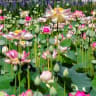 Pink lotuses seen at Jerusalem's Botanical Gardens.