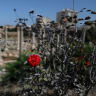 A flower at the Al‑Bass Roman ruins, a UNESCO World Heritage site hit by an Israeli airstrike in Tyre, southern Lebanon June 25, 2026. 