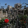 Una flor en las ruinas romanas de Al-Bass, un lugar declarado Patrimonio de la Humanidad por la UNESCO que fue alcanzado por un ataque aéreo israelí en Tiro, al sur del Líbano, el 25 de junio de 2026.