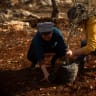 Jewish American volunteers plant trees in the Palestinian village of Husan in the West Bank.