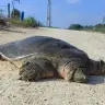 A softshell turtle