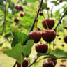 Cherry tree