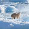 Arkia lands in Svalbard, marking a historic Israeli flight near the Arctic.