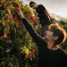 Young Israelis after completing their military service help a lychee farmer at sunrise during the peak of the harvest season at his lychee orchard in Moshav Almagor near the Sea of Galilee, June 25, 2026.