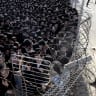An Israeli soldier guard as young men gathered during a demonstration by Ultra-Orthodox Jews against Israel's military draft on June 17, 2026 outside the Beit Lid military base in Kfar Yona, Israel. The conscription of young ultra-Orthodox men into the military, from which they were long exempt.