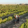 Tushia Winery, an agricultural-educational farm in Be’er Milka, is in the heart of the desert between sand dunes, near the border with Egypt.