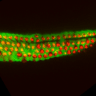 LIVE IMAGING of ear tissue shows that blocking the Notch pathway disrupts stable cell structure, forcing green supporting cells to transform into red hair cells.