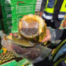 Pineapple filled with cigarettes intended to be smuggled across the border into Gaza.