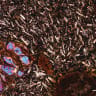  A microscopic view of buried basalt from Gesher Benot Ya‘aqov. This image shows olivine basalt recovered from the Eshel Ya‘aqov borehole, examined as a thin section under polarized light to reveal its minerals and texture. Image taken under cross-polarized light (XPL); scale bar = 0.5 mm.