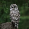 A Northern Spotted Owl sits on a tree stump in Stanley Park on August 4, 2009 in Vancouver, Canada. 