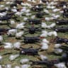 Drones displayed by Syria's Interior Ministry after authorities said they were seized during an operation that foiled an alleged cross-border weapons smuggling attempt near the al-Tanf border crossing with Iraq, July 16, 2026.