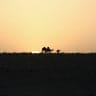 Camels walk during the sunset in Marib, Yemen, where the once-barren desert has sprung back to life with grasses due to shifting climate patterns.