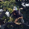 An American bald eagle sits in a tree adjacent to Mill Pond on August 15, 2018 in Centerport, New York; Illustrative.